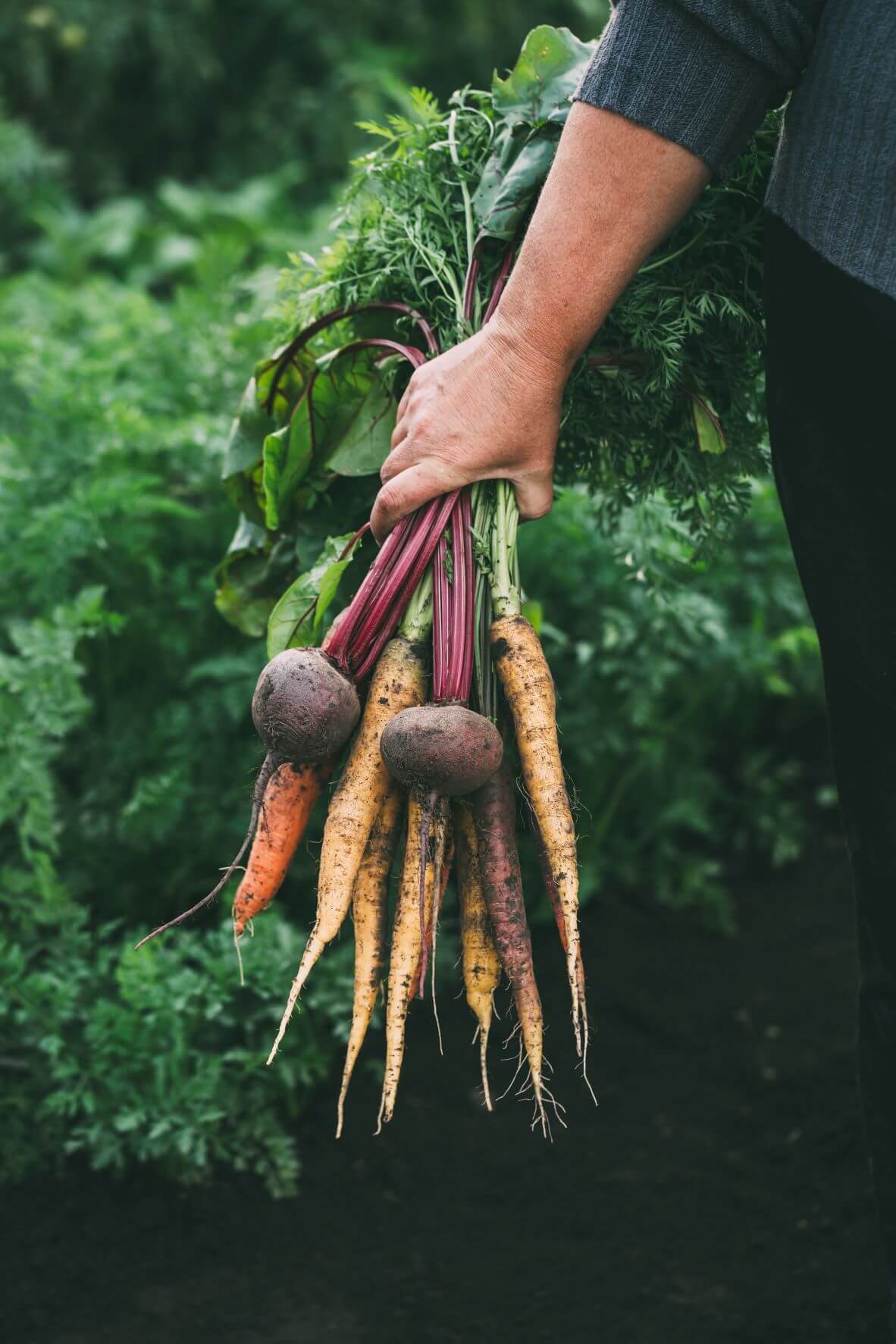 person holding freshly picked root vegetables