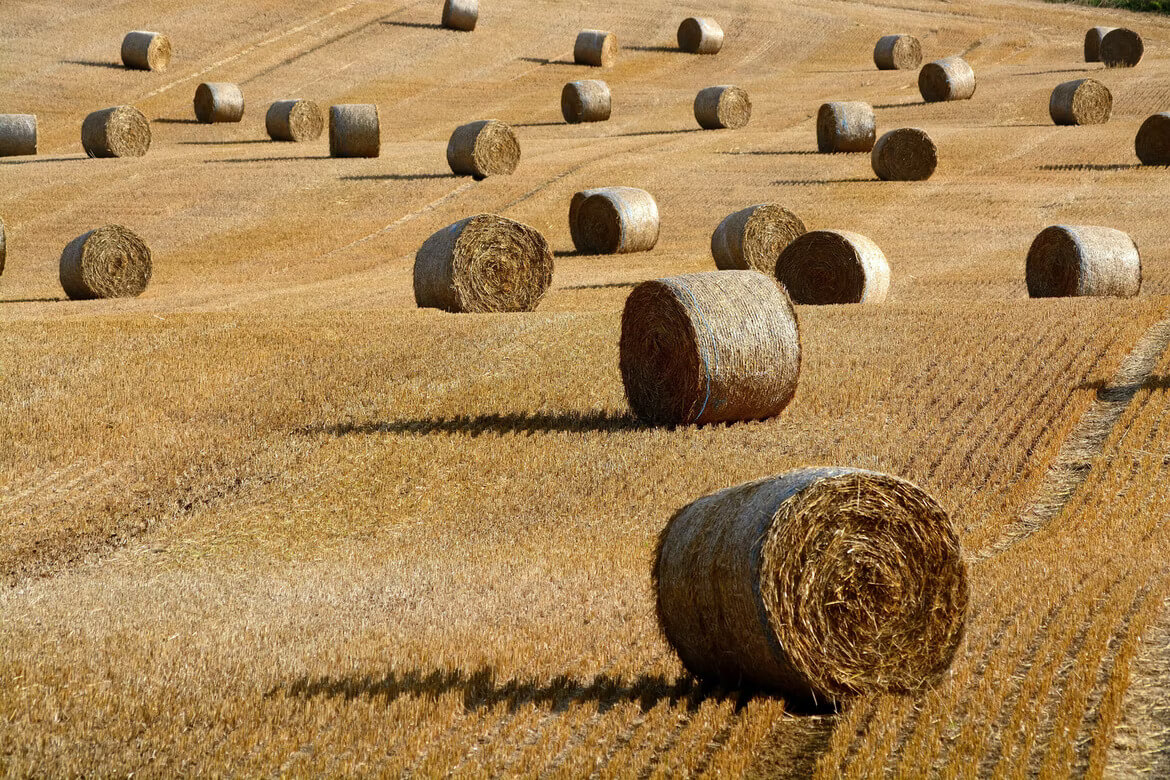 Hay-bails in a field